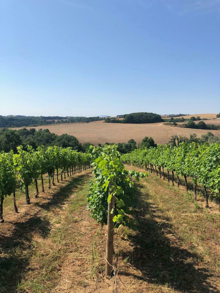 vineyard with hills